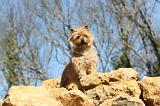 CAIRN TERRIER 062
